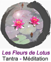Les fleurs de lotus